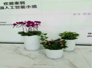 宁波植物出租案例