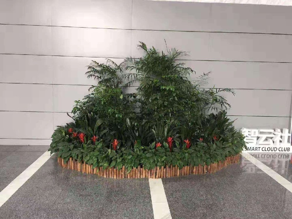 宁波植物出租案例