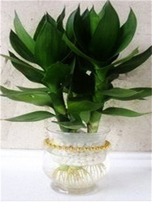 适合办公室摆放的绿植及养护方法