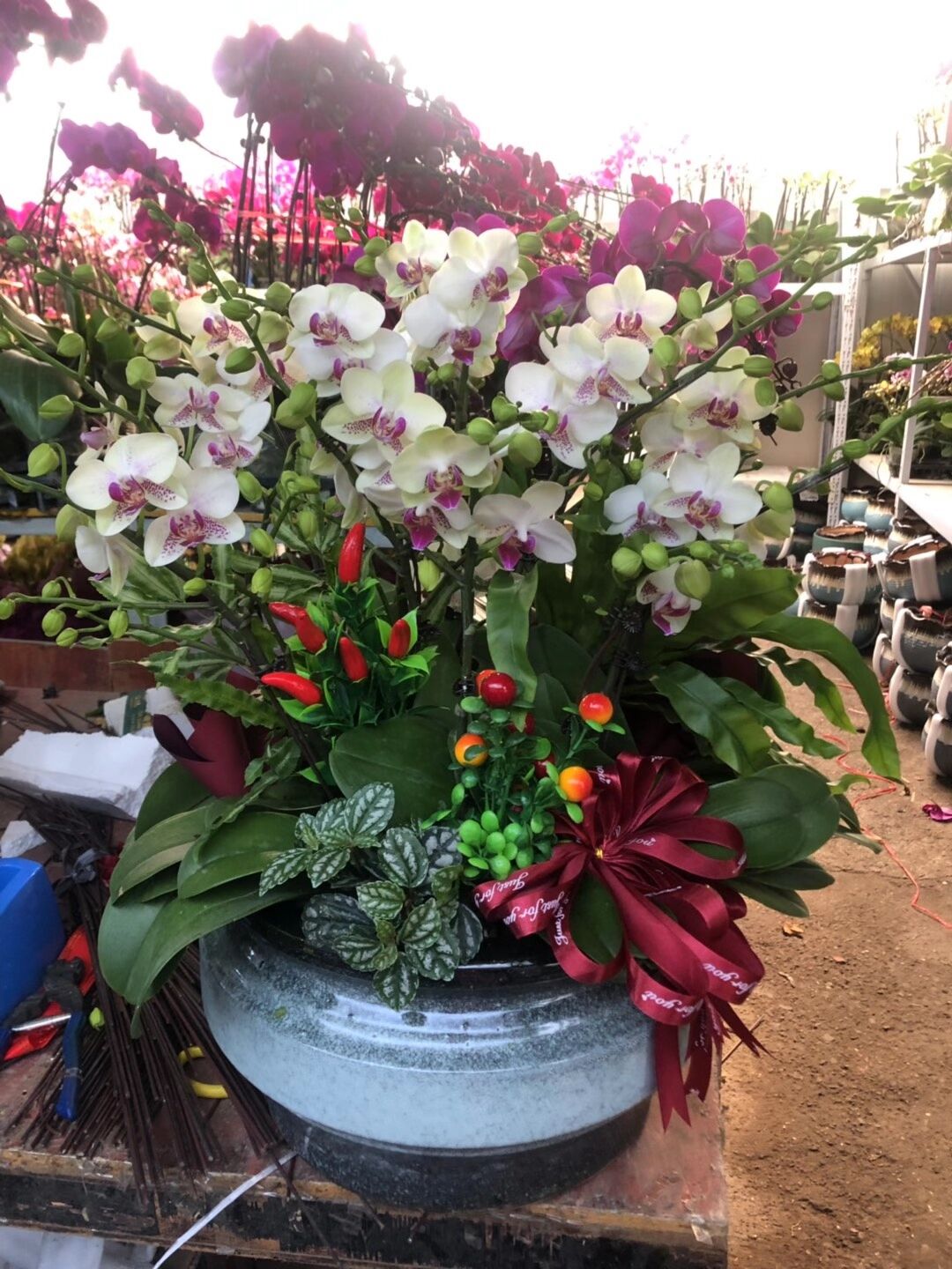 绿植租赁之蝴蝶兰的养护方法